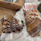 Natural Bullmouth Helmet Shell | 8" Coastal Decor | Ocean Specimen