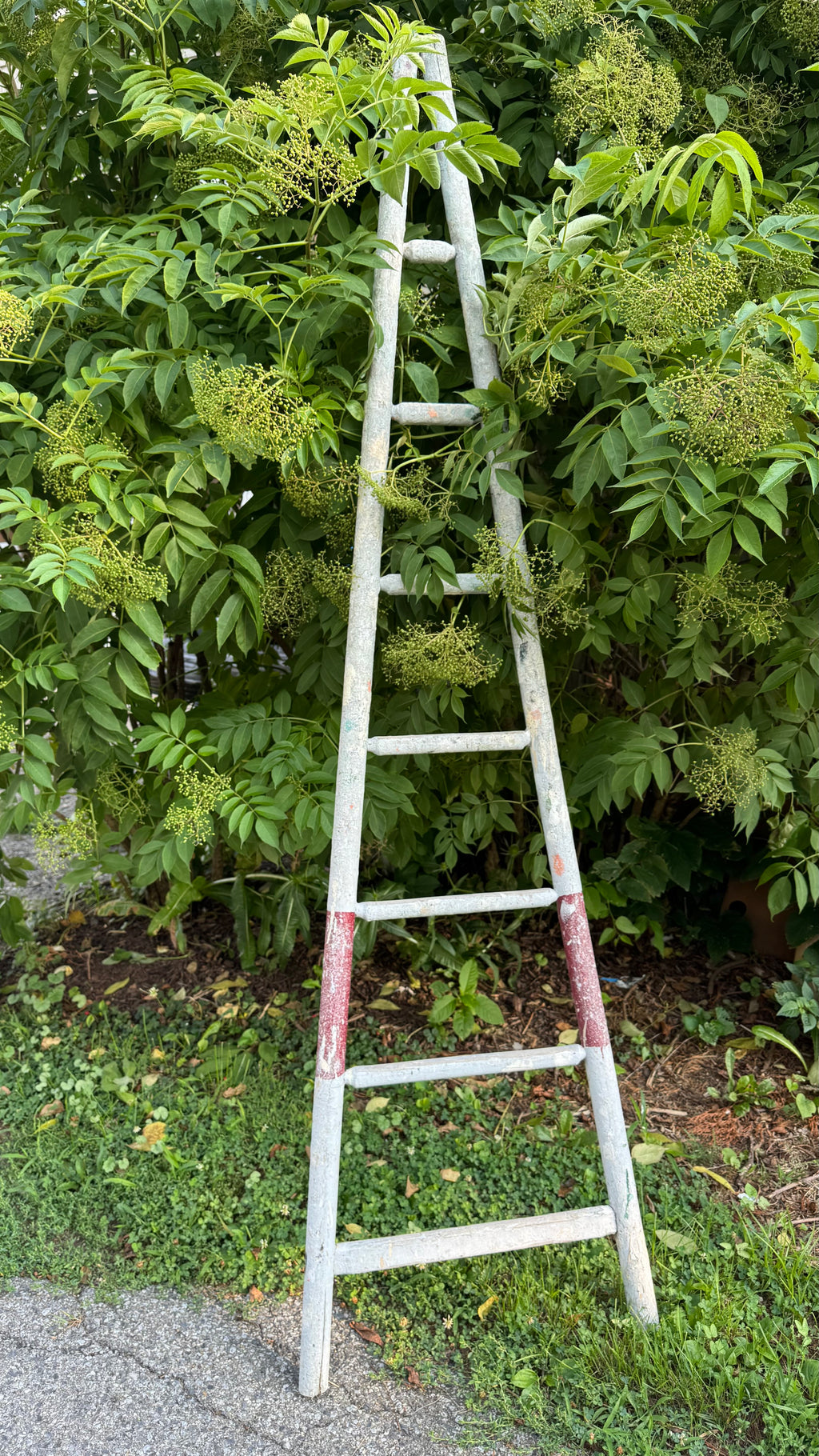 Antique French Orchard Ladder | Beautiful Weathered Patina