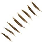 Ringneck Pheasant Tails - Natural - 8 - 10"
